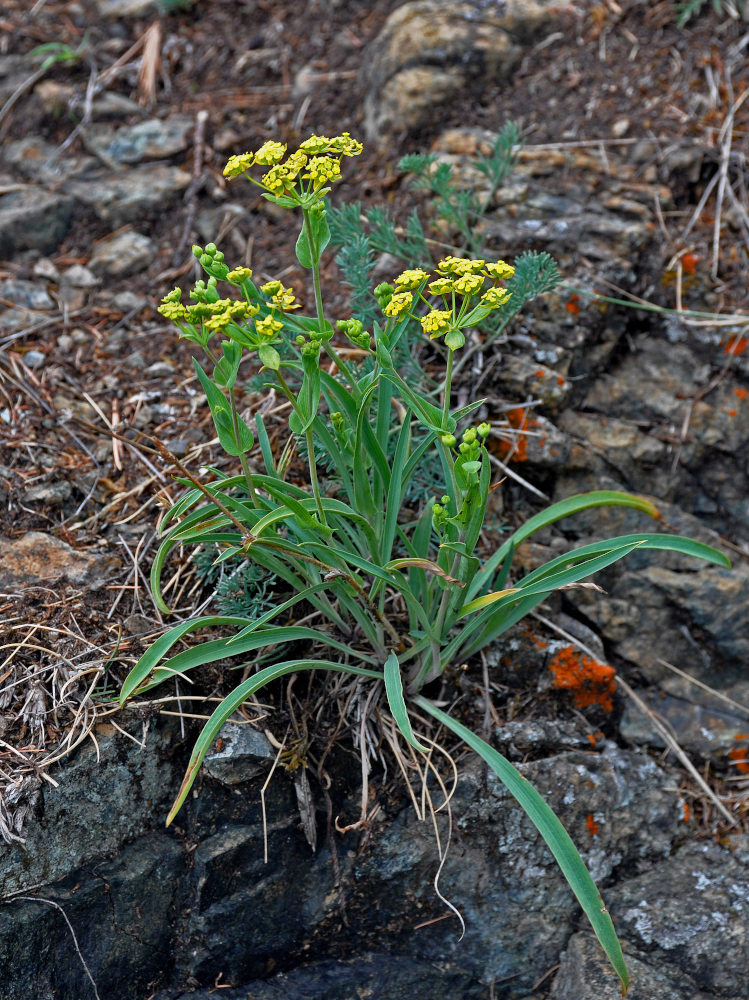 Image of Bupleurum multinerve specimen.