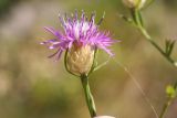 Centaurea deusta