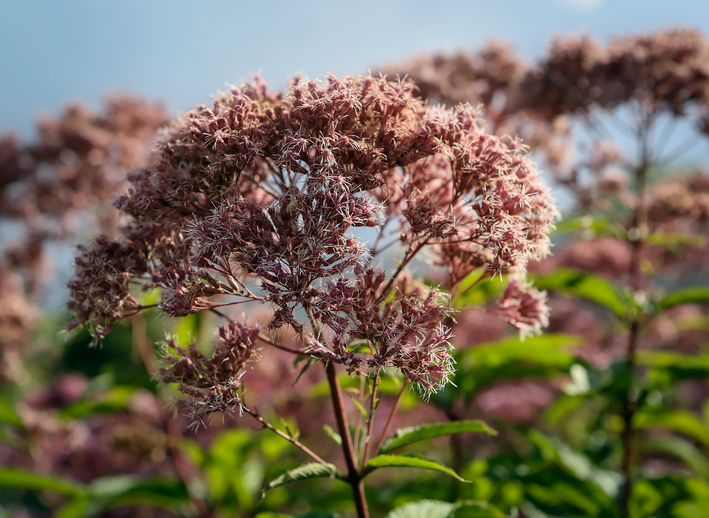 Image of Eupatorium purpureum specimen.