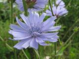 Cichorium intybus