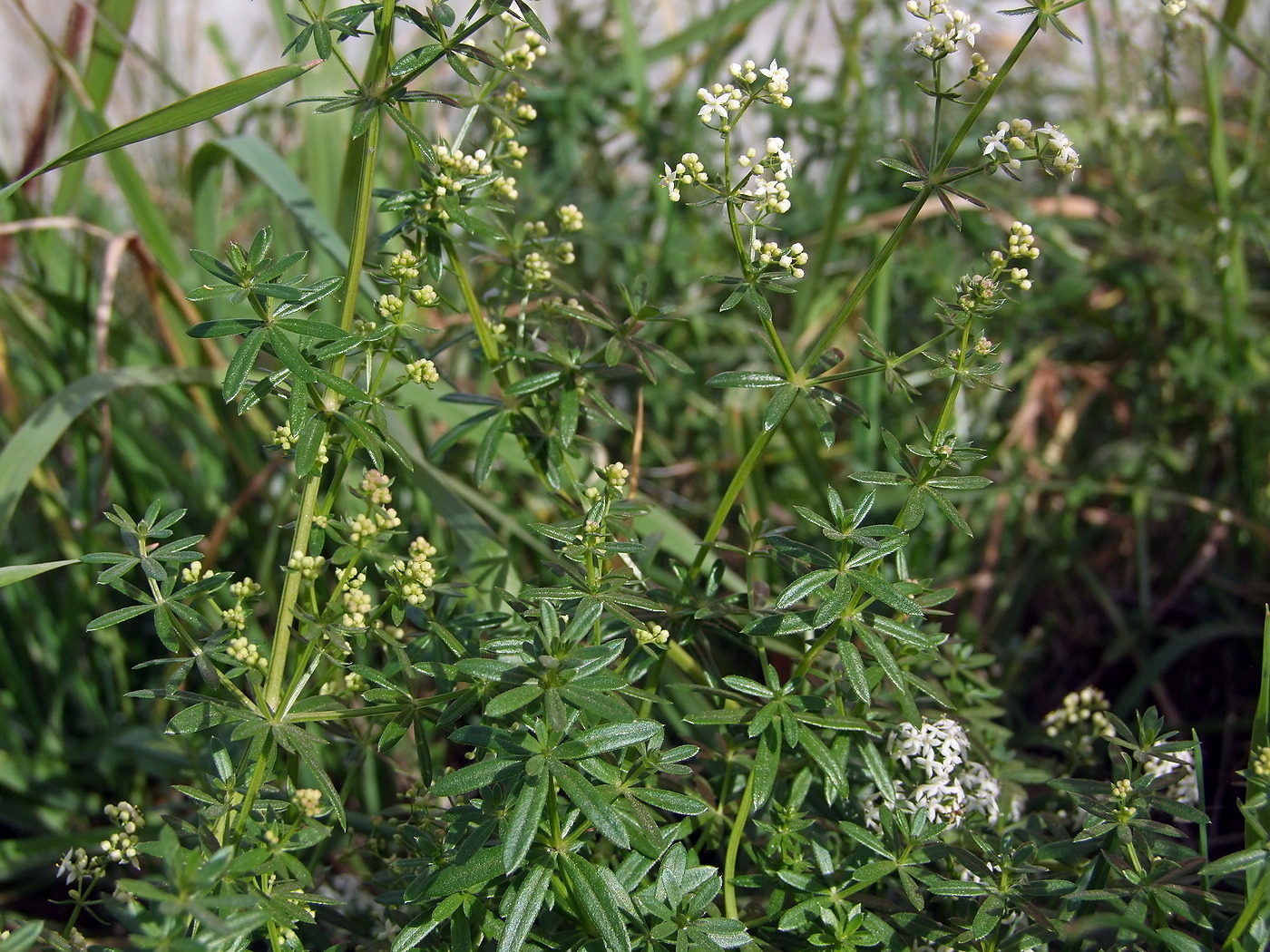 Image of Galium mollugo specimen.