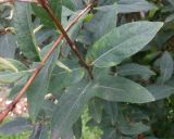 genus Lonicera. Части побегов. Тверская обл., г. Тверь, пос. Затверечье, берег р. Тверца, около частного дома, в культуре. 15 августа 2020 г.