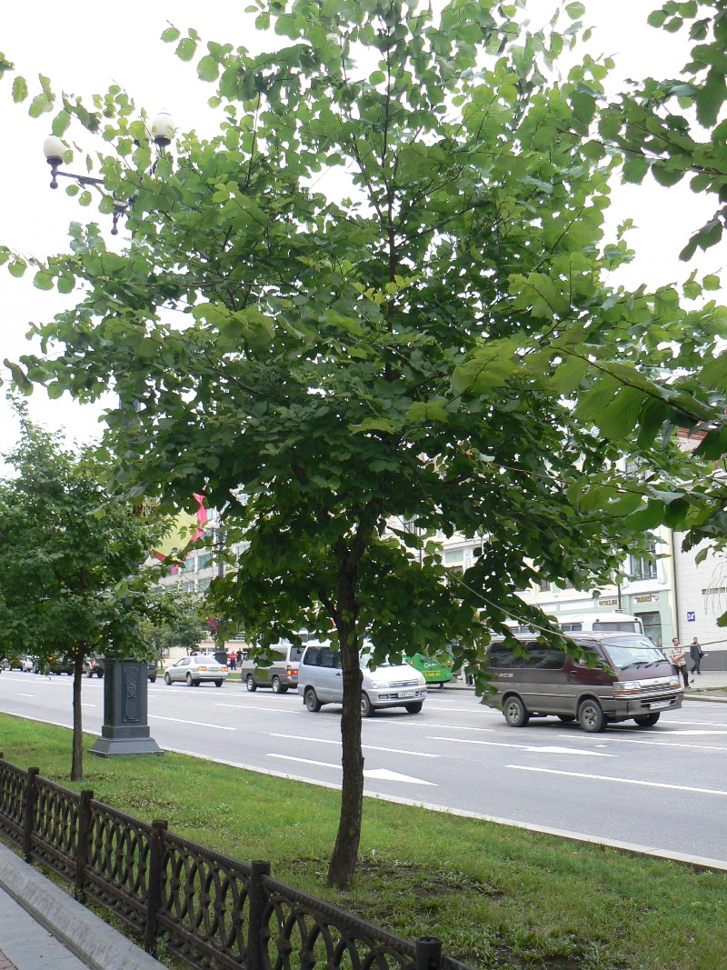 Image of Ulmus laevis specimen.