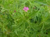 Geranium dissectum