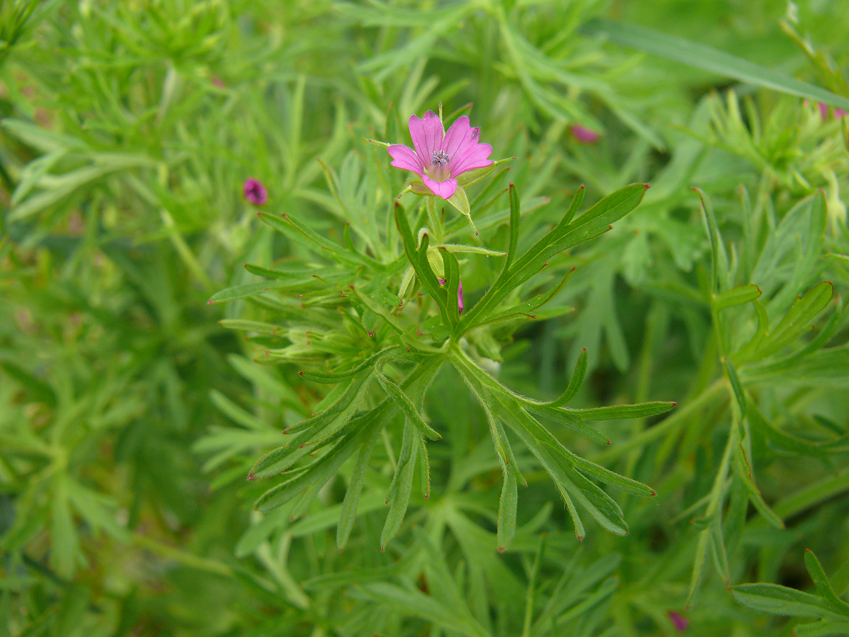 Image of Geranium dissectum specimen.