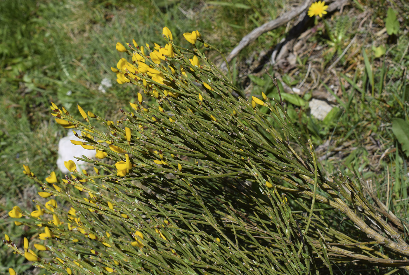 Image of Cytisus oromediterraneus specimen.