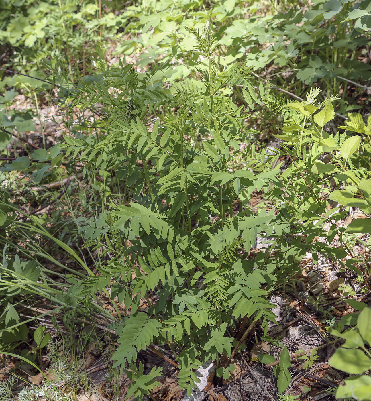 Изображение особи Hedysarum alpinum.