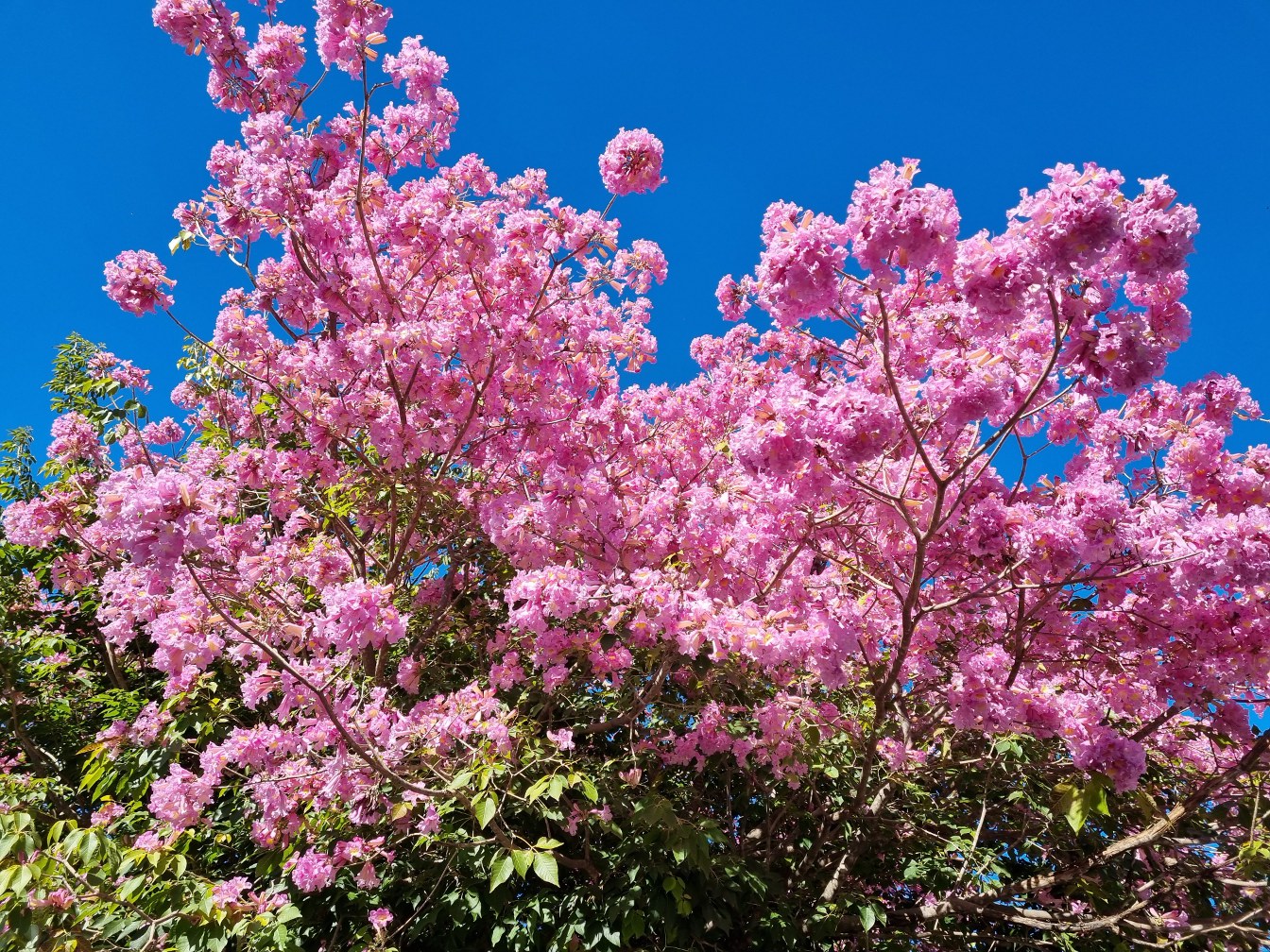 Изображение особи Tabebuia impetiginosa.