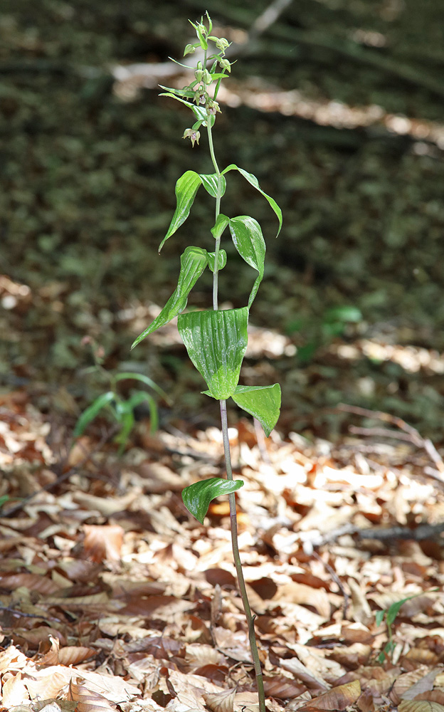 Изображение особи Epipactis persica.