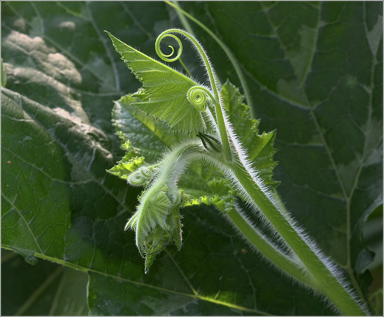 Image of Cucurbita maxima specimen.