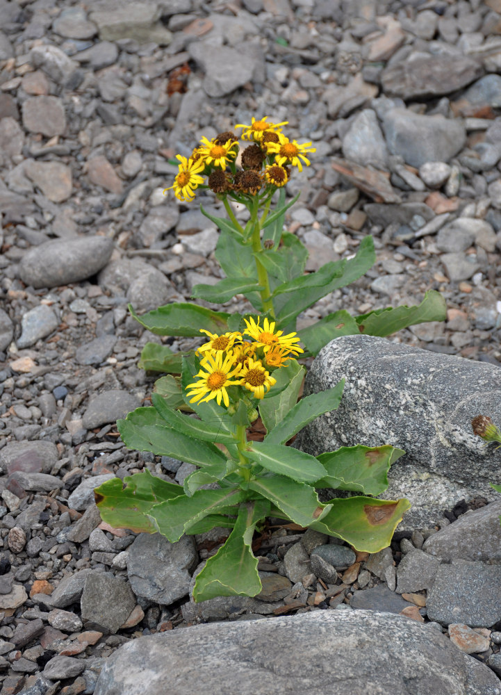 Image of Senecio pseudoarnica specimen.