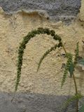 Amaranthus viridis