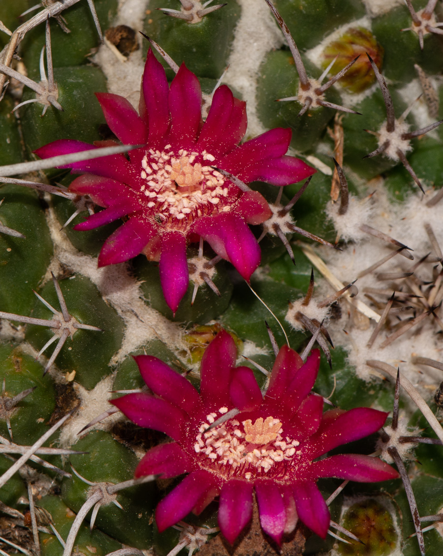 Image of Mammillaria compressa specimen.