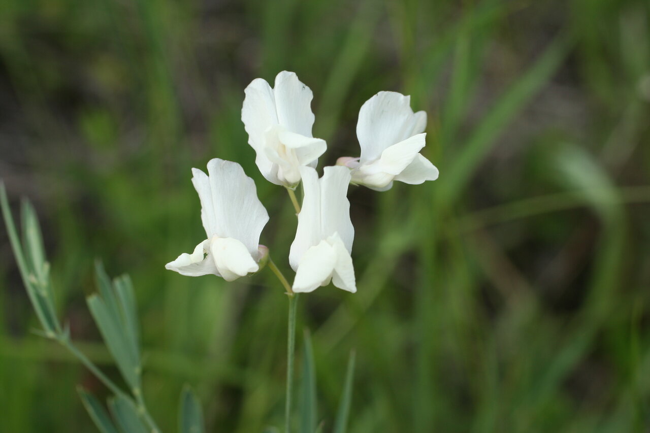 Image of Lathyrus pallescens specimen.