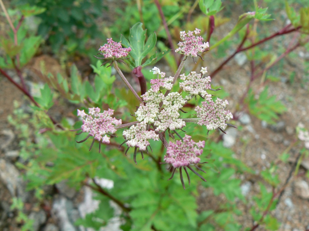 Изображение особи Kitagawia litoralis.