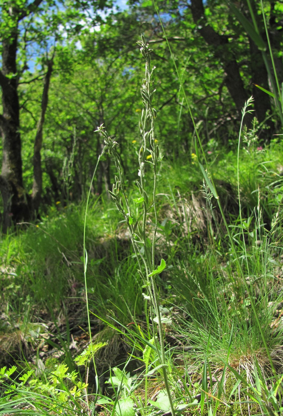 Image of Draba stylaris specimen.