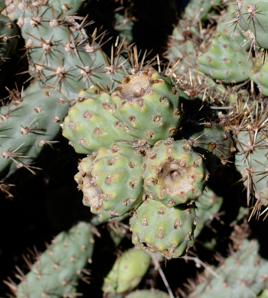 Image of Cylindropuntia cholla specimen.