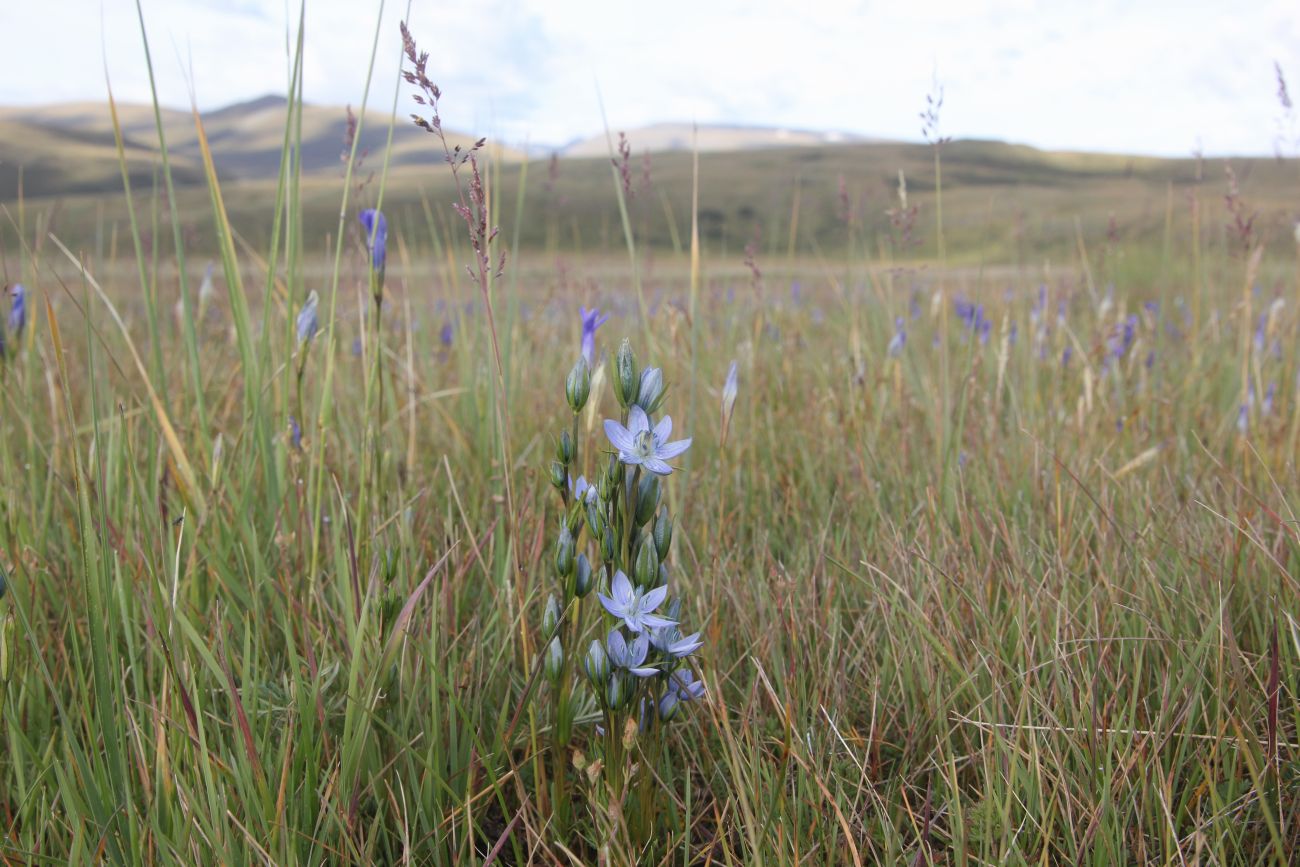 Image of Lomatogonium rotatum specimen.