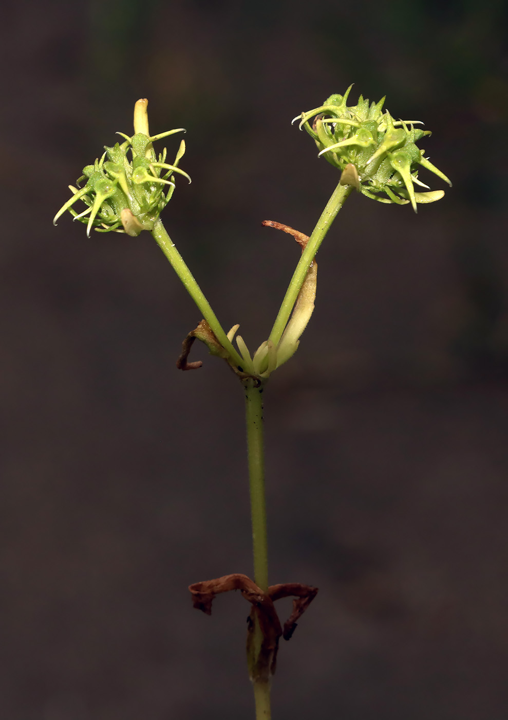 Image of Valerianella turkestanica specimen.