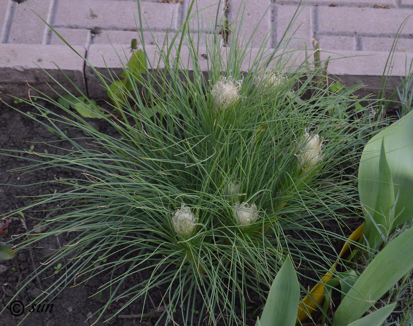 Image of Asphodeline taurica specimen.