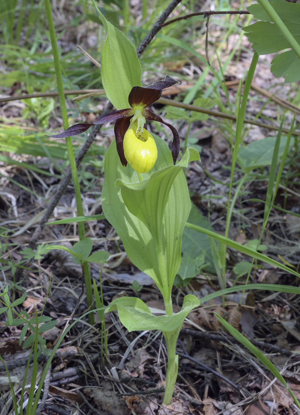 Image of Cypripedium calceolus specimen.