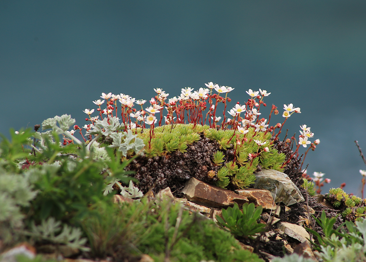 Изображение особи Saxifraga ascoldica.