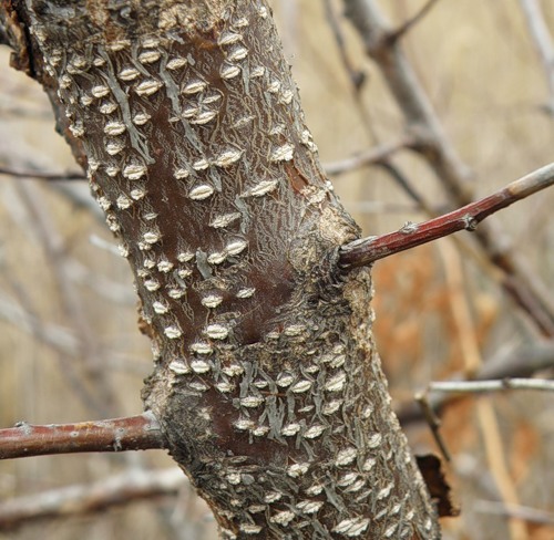 Image of Armeniaca vulgaris specimen.