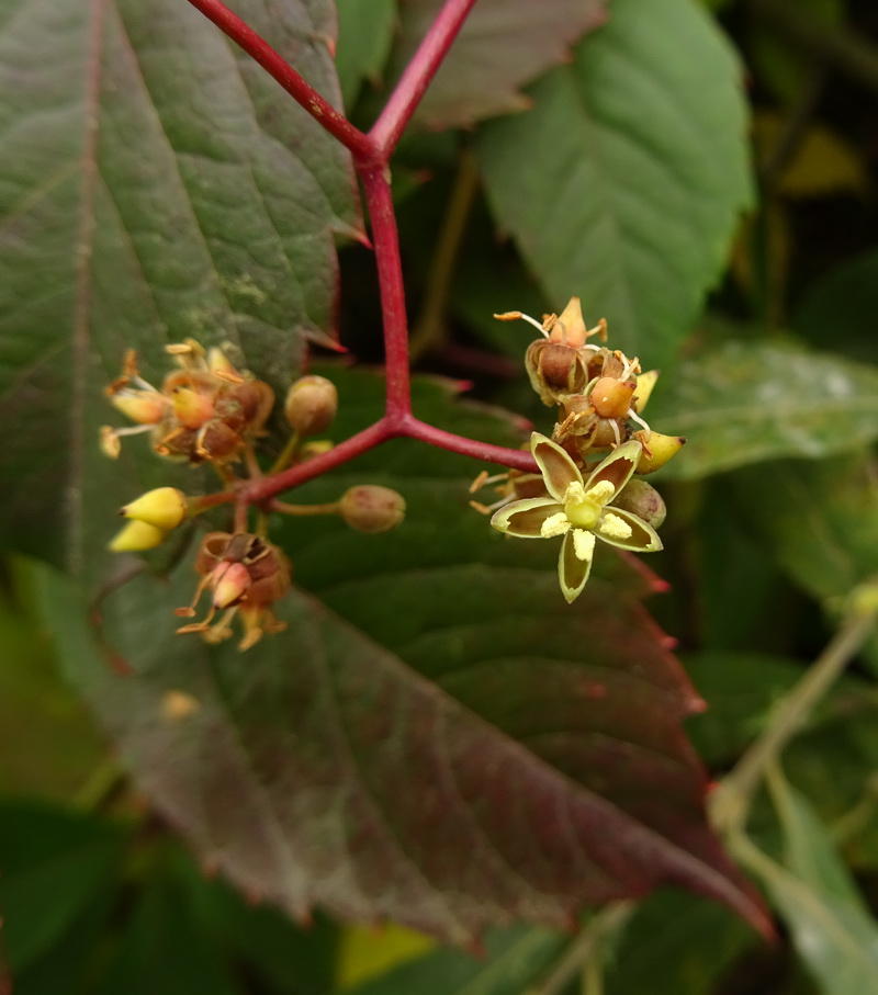 Изображение особи Parthenocissus quinquefolia.