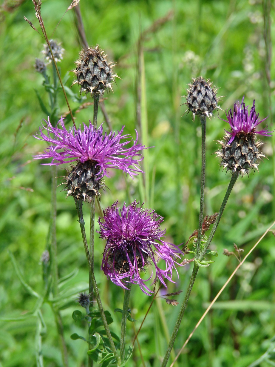 Image of Centaurea scabiosa specimen.