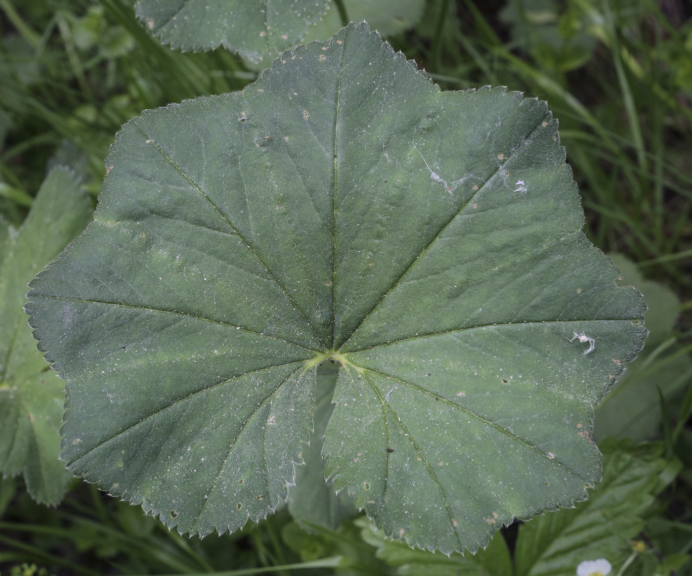 Изображение особи род Alchemilla.