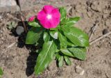 Catharanthus roseus. Цветущее растение. Черногория, Бар, в культуре. 09.07.2011.