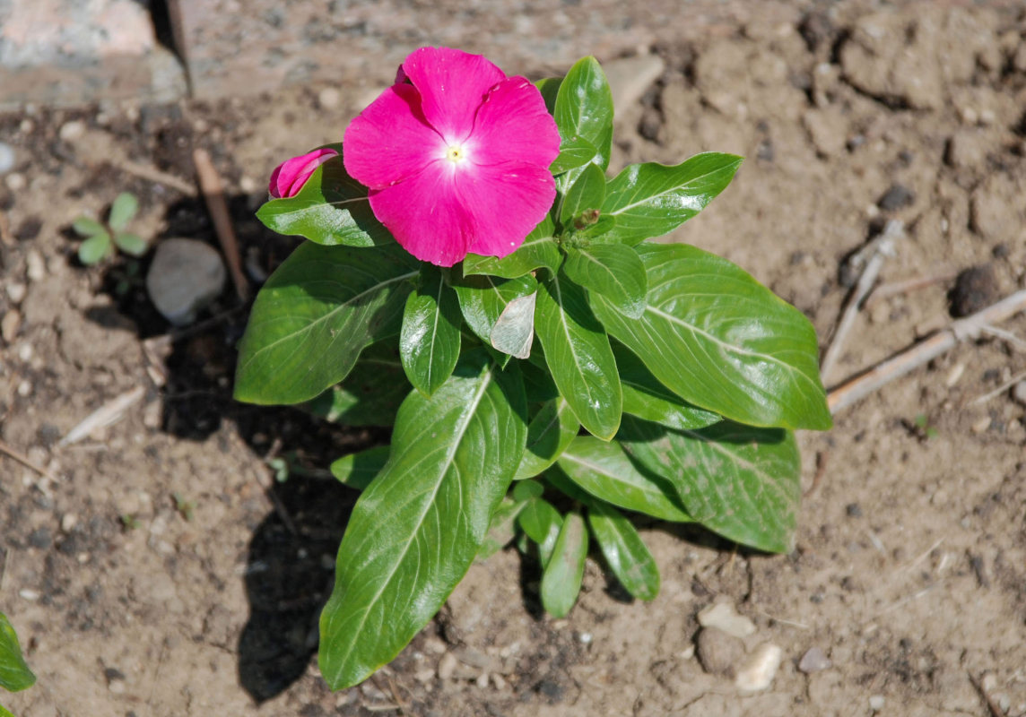 Изображение особи Catharanthus roseus.