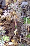 Corydalis turtschaninovii