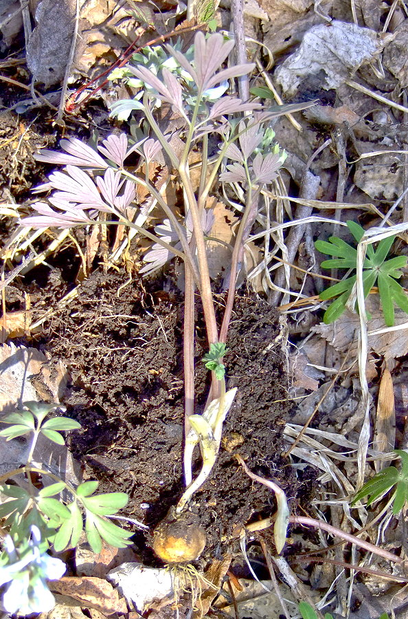 Image of Corydalis turtschaninovii specimen.