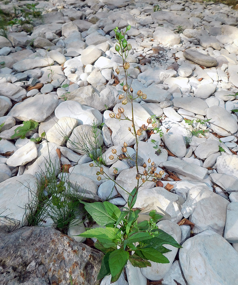 Image of Scrophularia nodosa specimen.