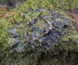 Peltigera polydactylon