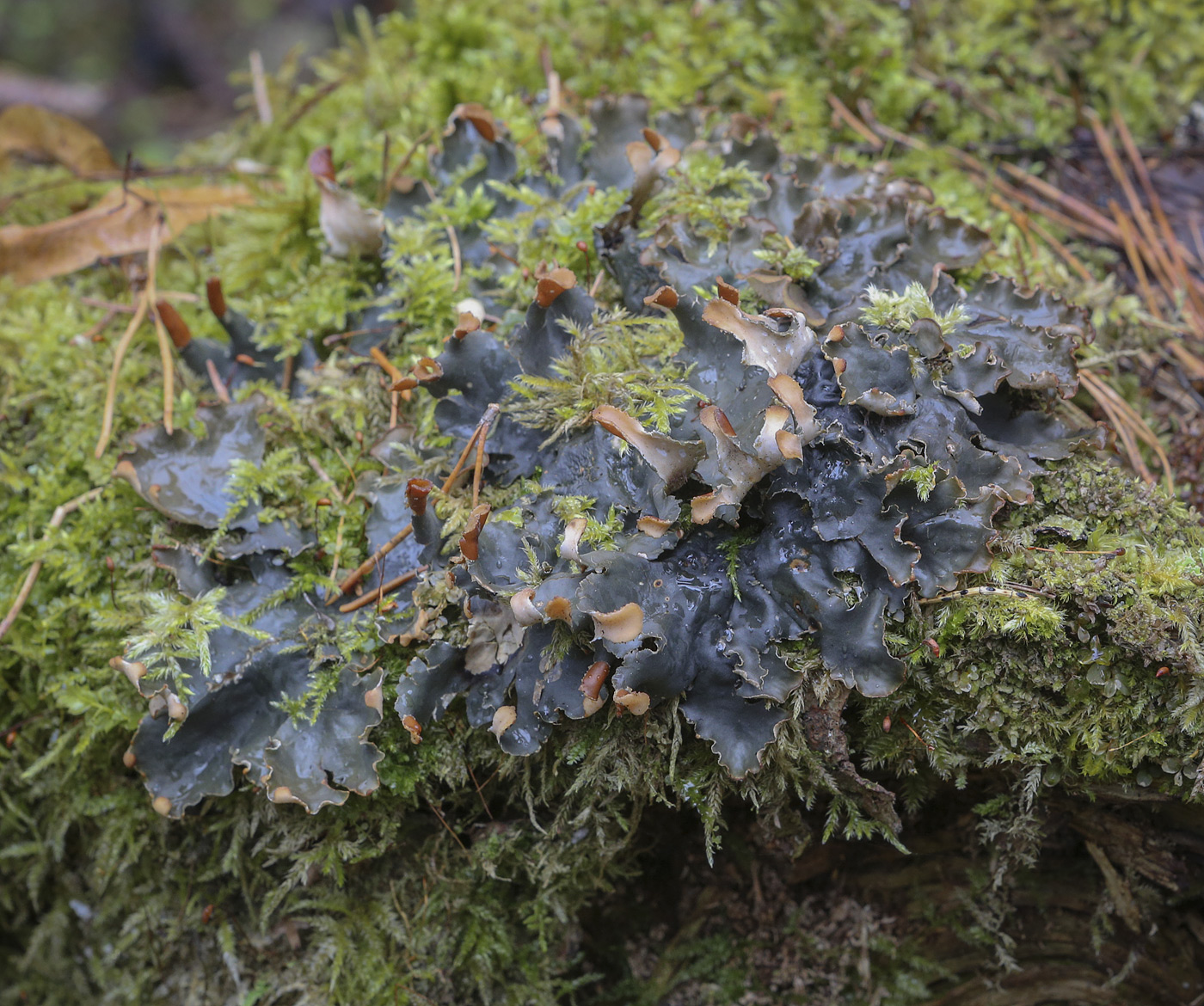 Image of Peltigera polydactylon specimen.