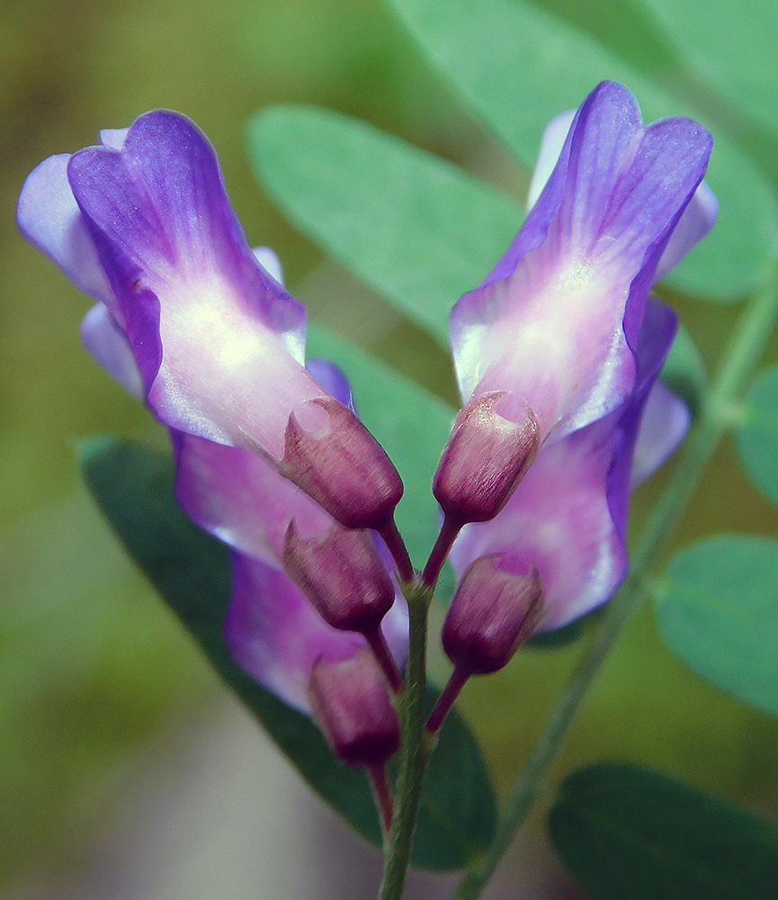 Изображение особи Vicia cassubica.