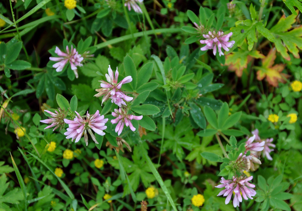 Image of Trifolium pacificum specimen.