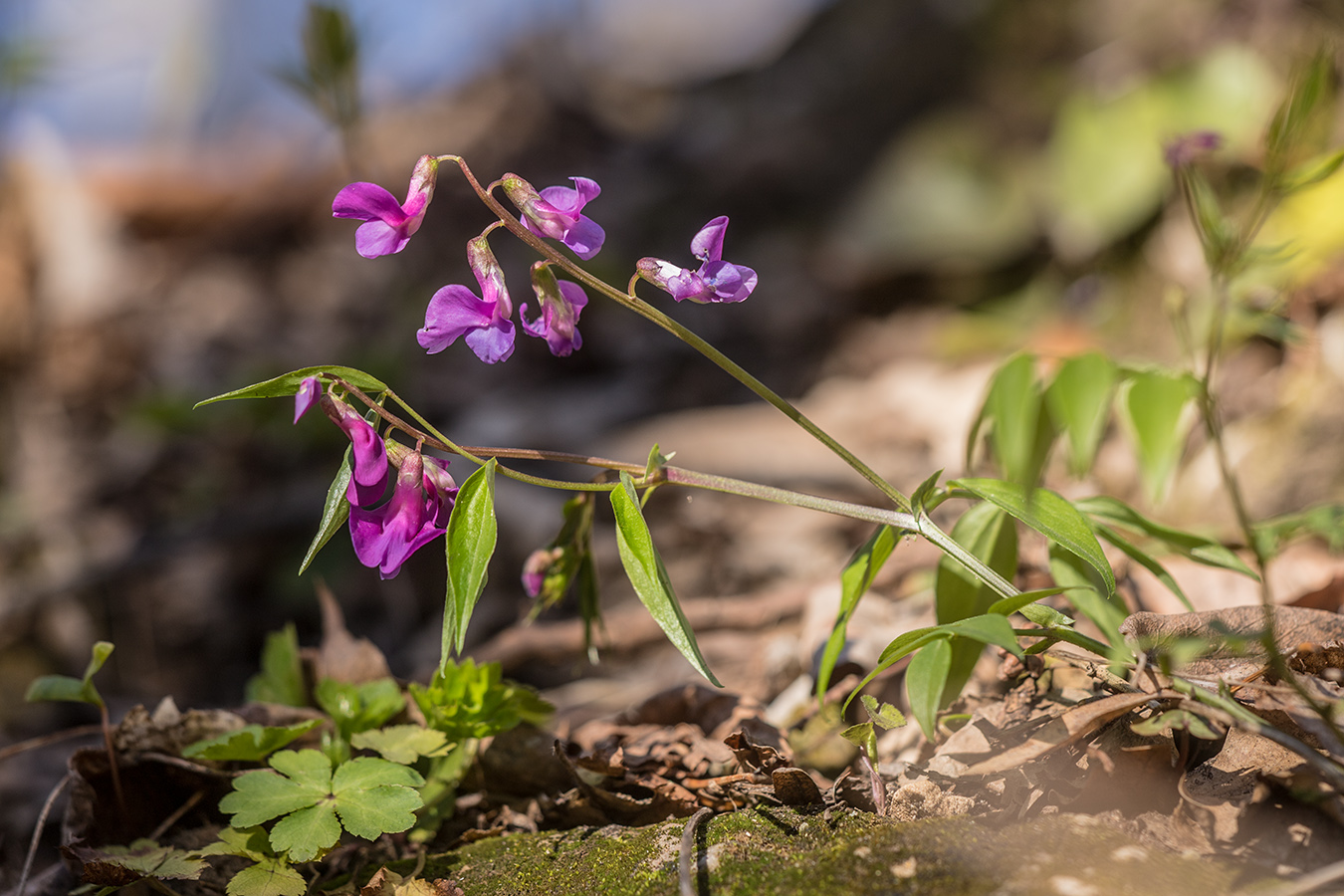 Изображение особи Lathyrus vernus.