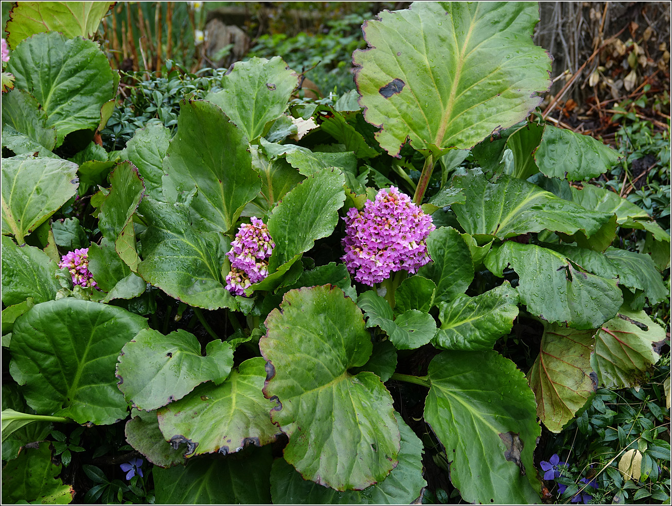 Image of Bergenia crassifolia specimen.