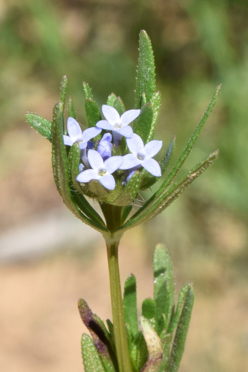 Изображение особи Asperula arvensis.