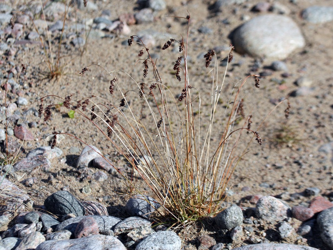 Image of Luzula spicata specimen.