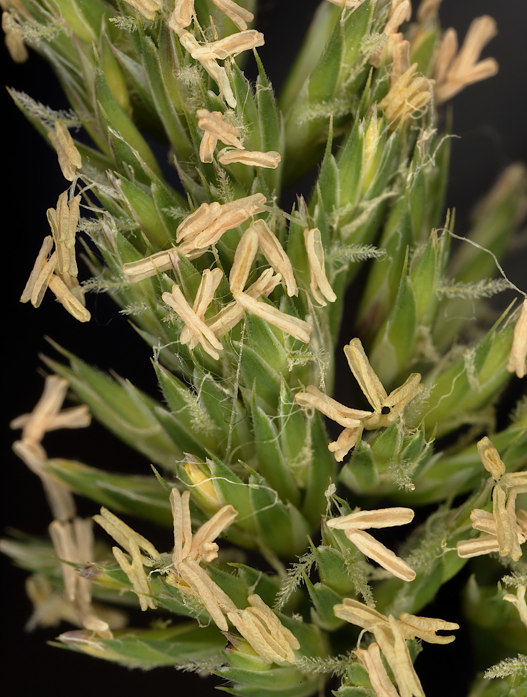 Image of Dactylis glomerata specimen.