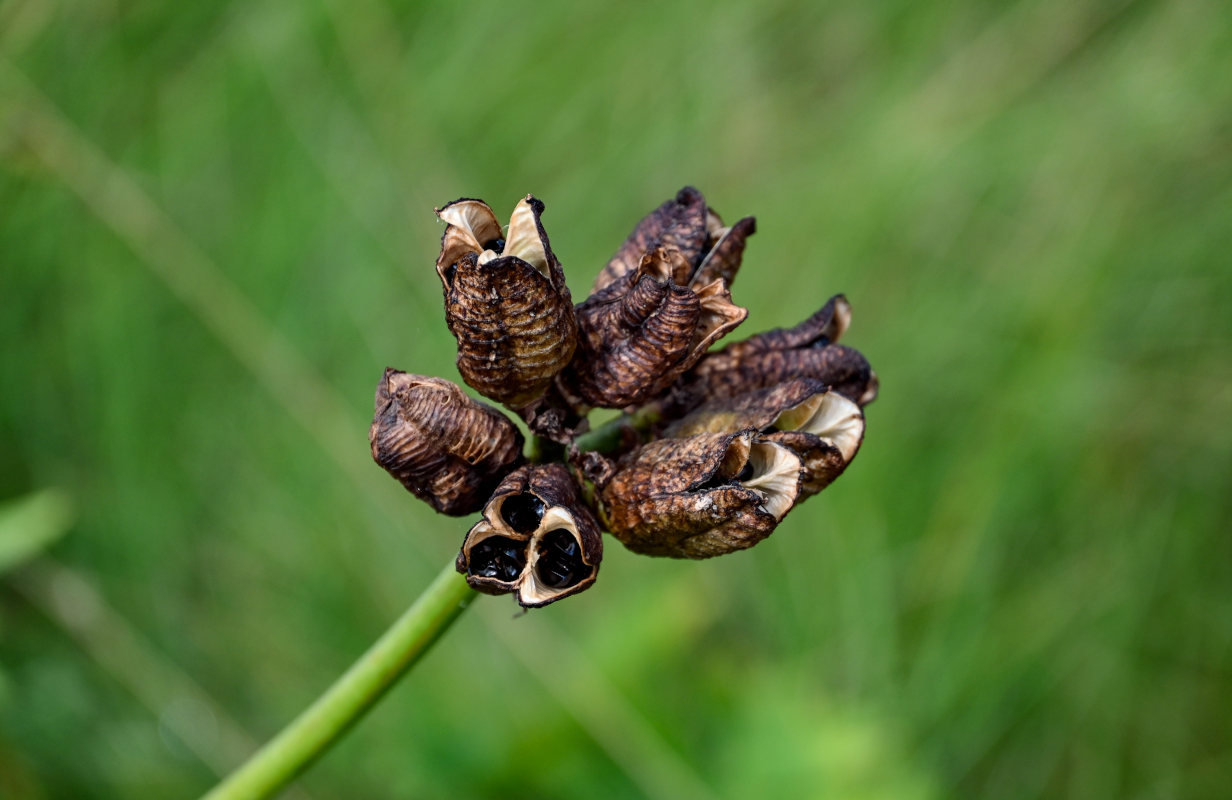 Image of Hemerocallis middendorffii specimen.