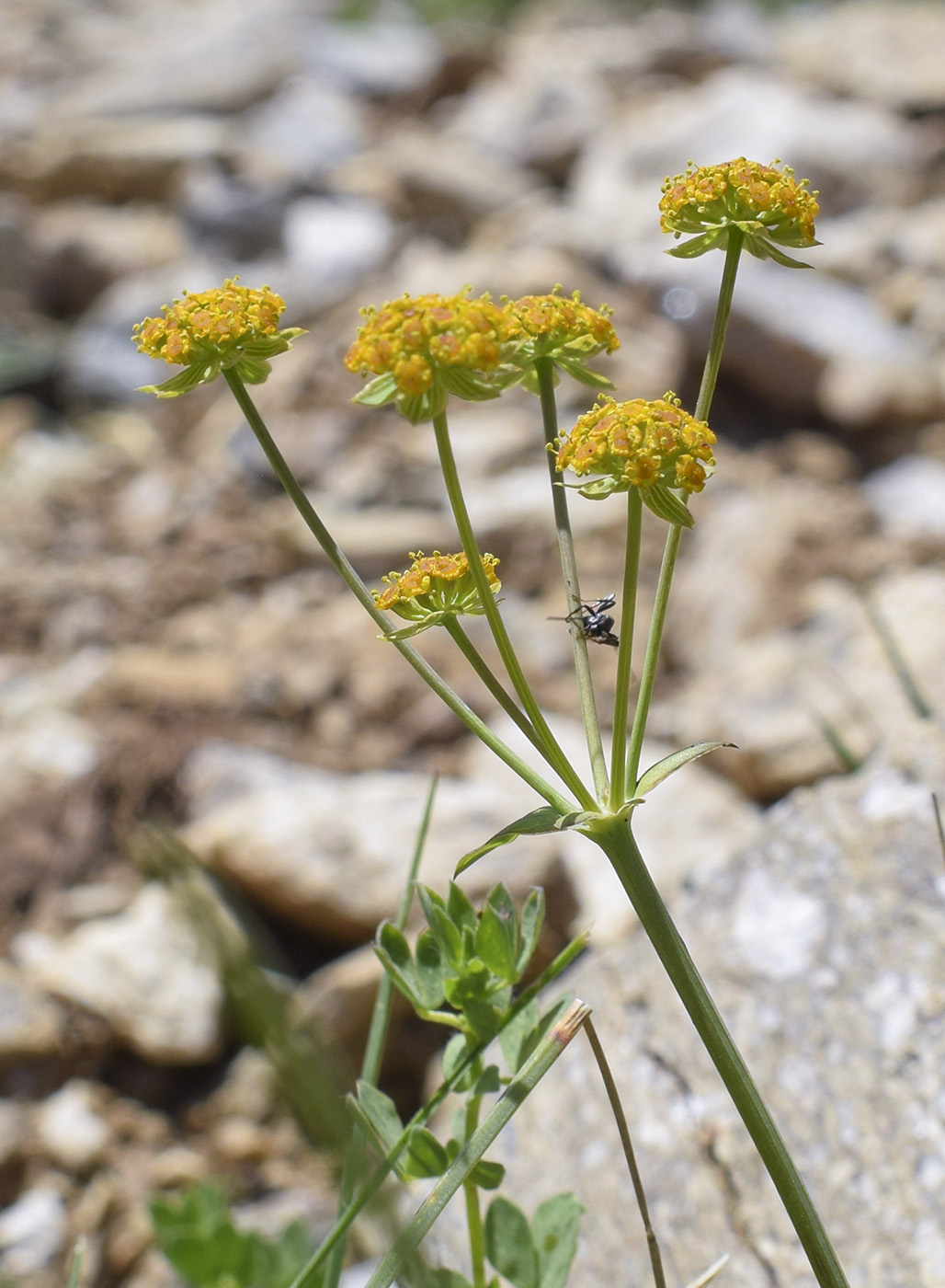 Изображение особи Bupleurum ranunculoides.