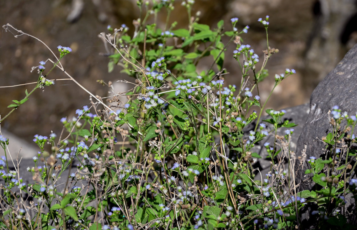 Image of Adenostemma viscosum specimen.