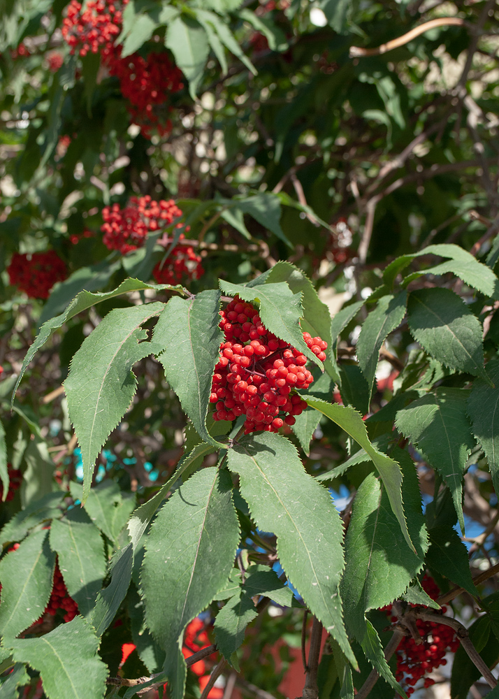 Image of Sambucus sibirica specimen.