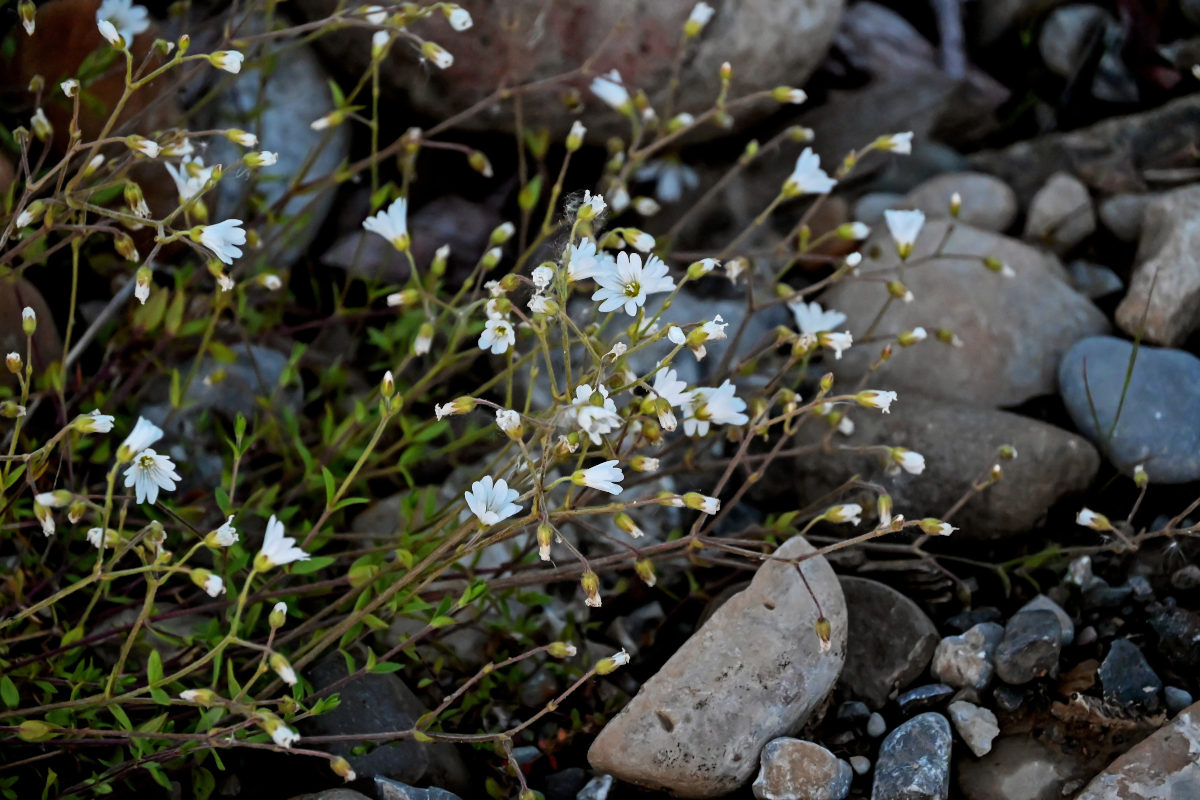 Image of Cerastium jenisejense specimen.