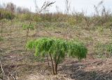 Ferula songarica. Вегетирующее растение. Казахстан, Восточно-Казахстанская обл., Глубоковский р-н, окр. с. Кожохово, закустаренная степь. 06.05.2023.